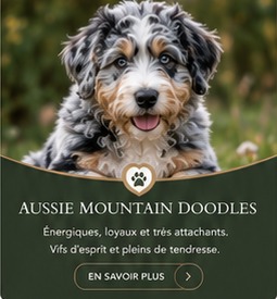 Aussie Mountain Doodle
