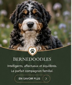 Bernedoodle
