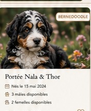 Chiot Bernedoodle