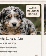 Chiot Aussie Mountain Doodle