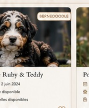 Chiot Bernedoodle