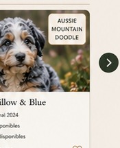 Chiot Aussie Mountain Doodle